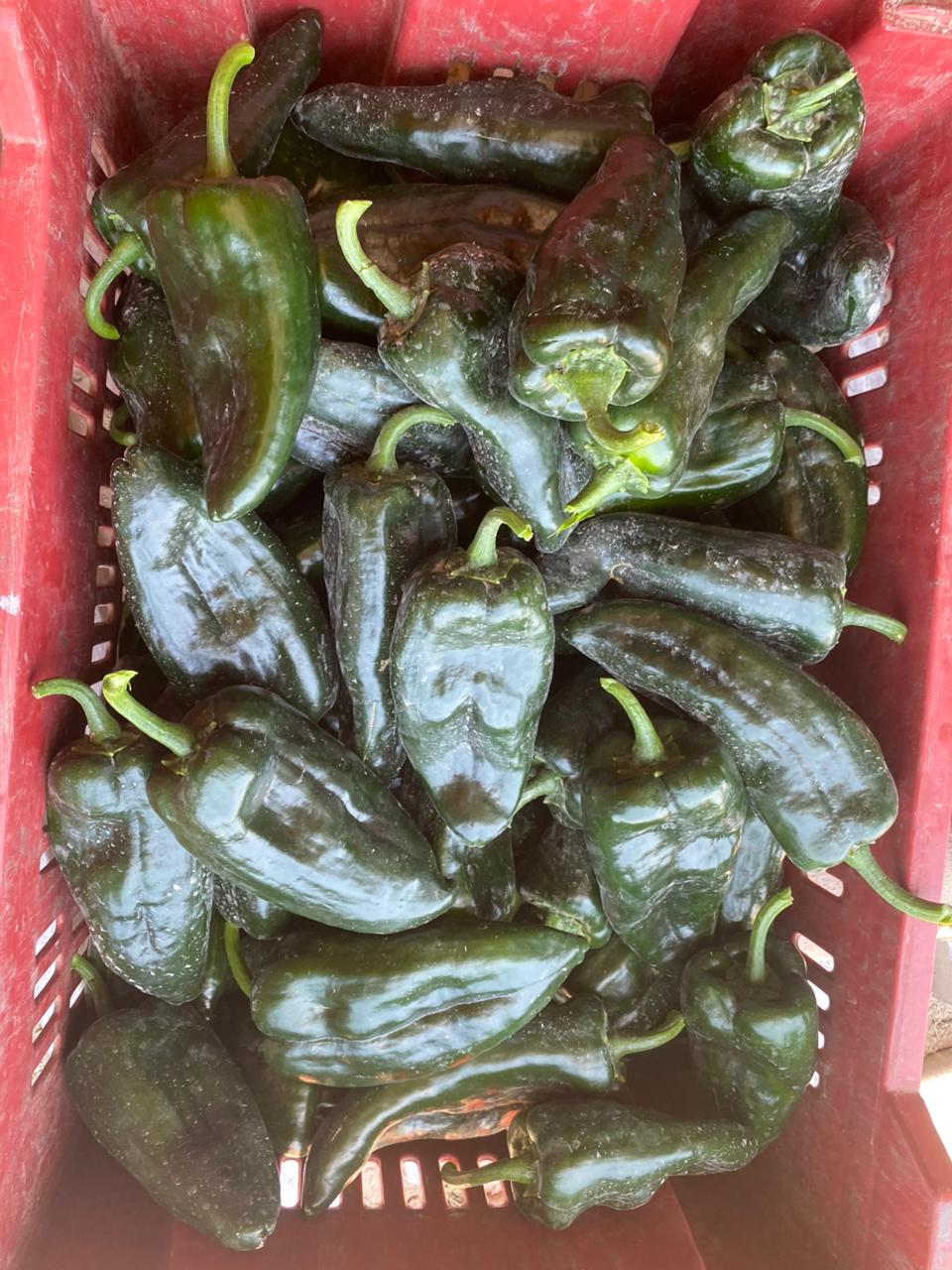 Chile - SALSIPUEDES PRODUCTS